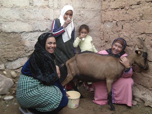 Installation d’élevages de chèvres, lapins, moutons et abeilles à Ouarzazate