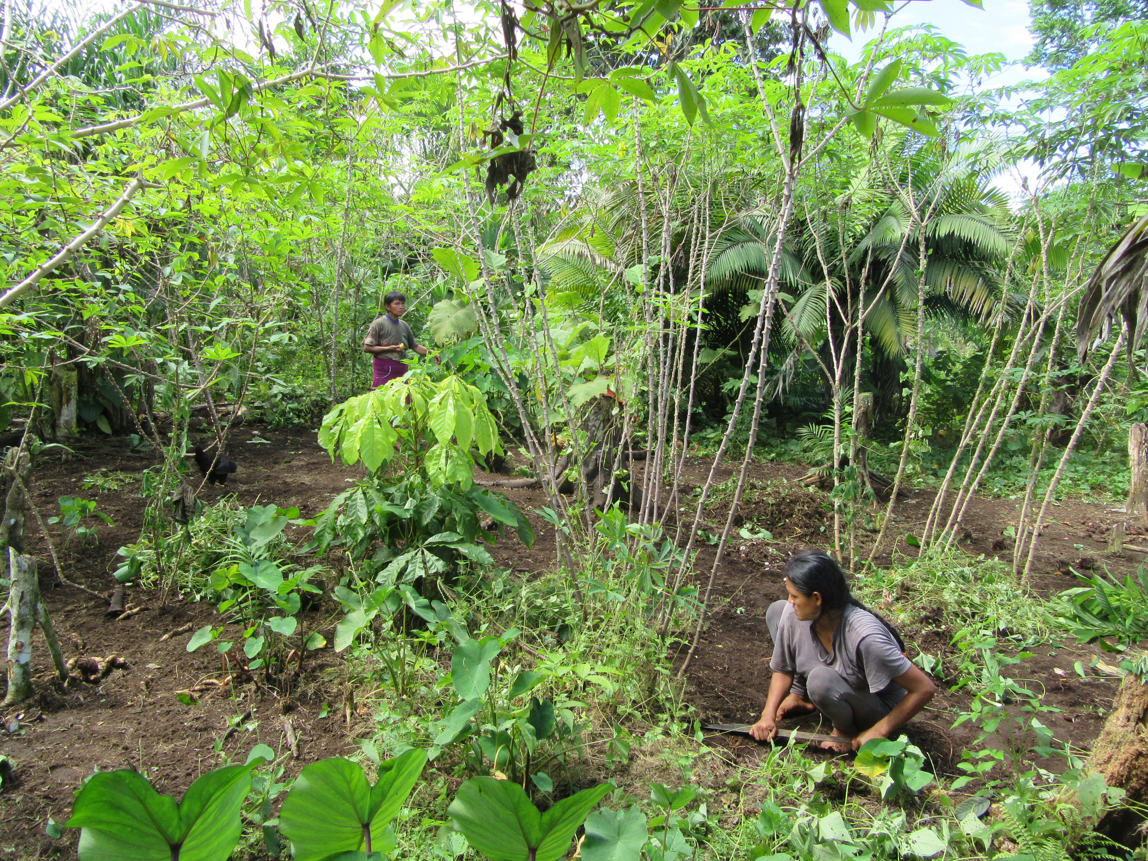 Les abeilles de Wachirpas