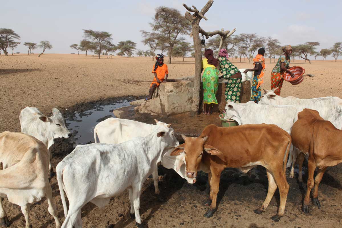Appui aux initiatives économiques des femmes