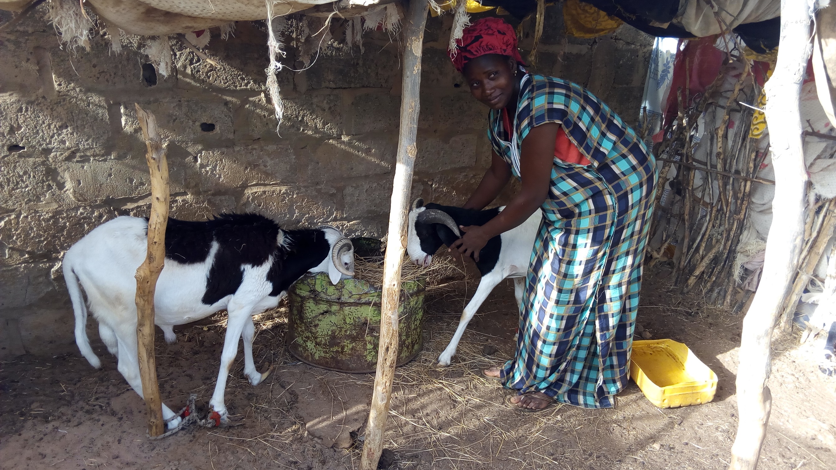 Professionnalisation et soutien à l’entrepreneuriat des femmes éleveuses de la région de Matam