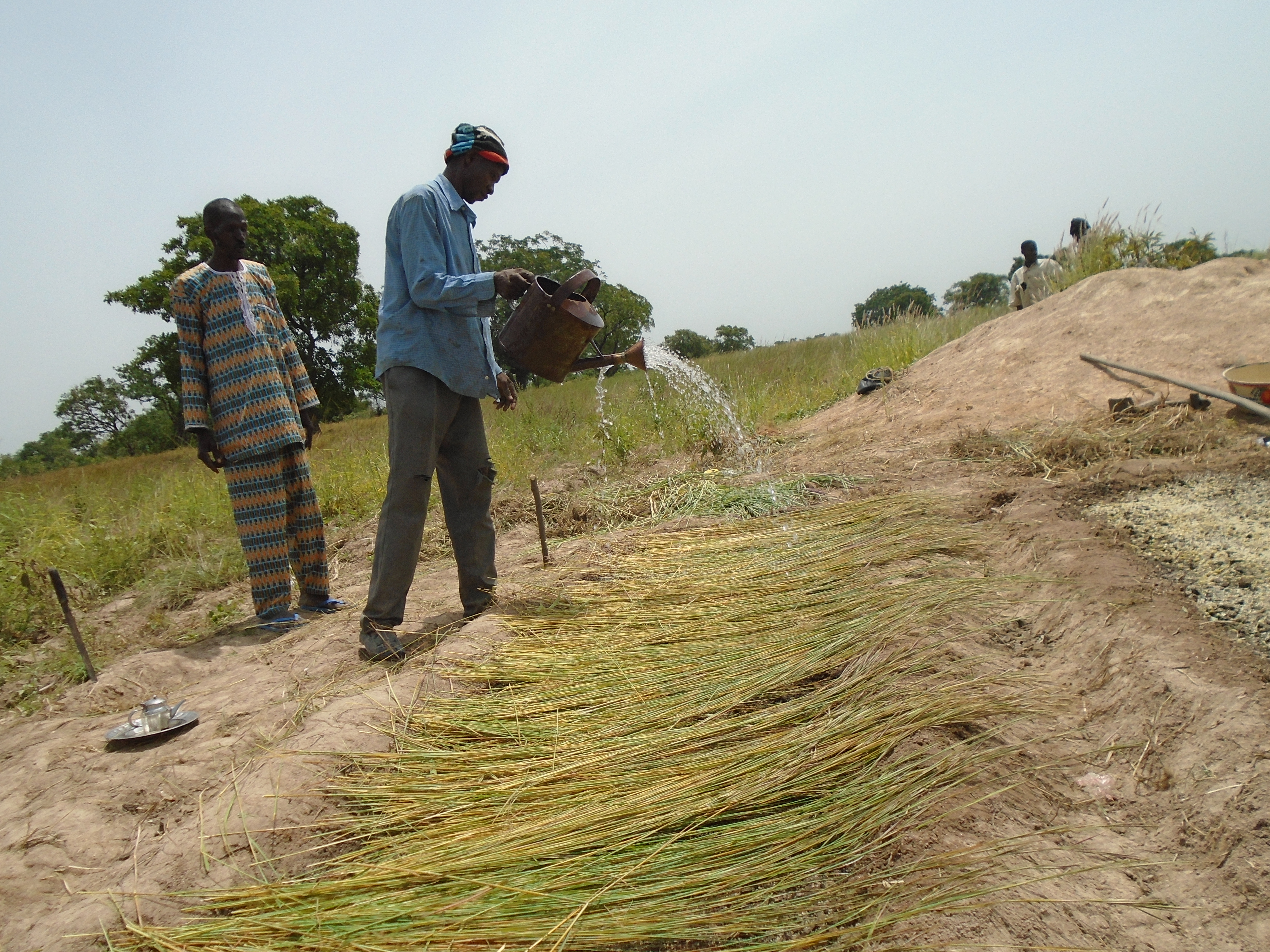 Culture de Plantes médicinales en danger de disparition