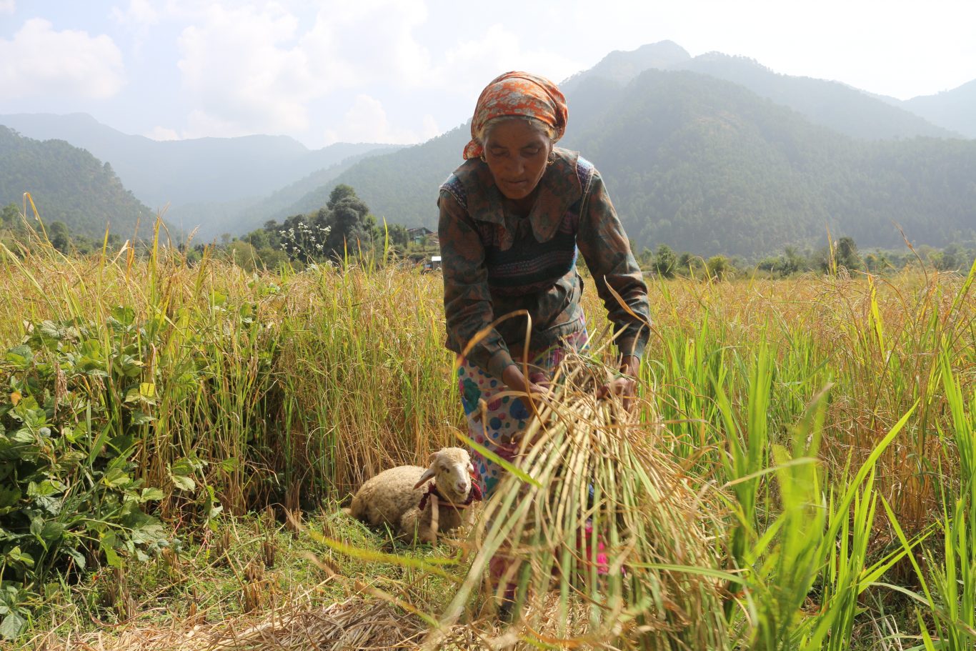Biofermes Inde : Agroécologie, Semences, Autonomie