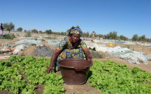 Appui à l’insertion socio-économique des femmes rurales de la région de Matam au Sénégal