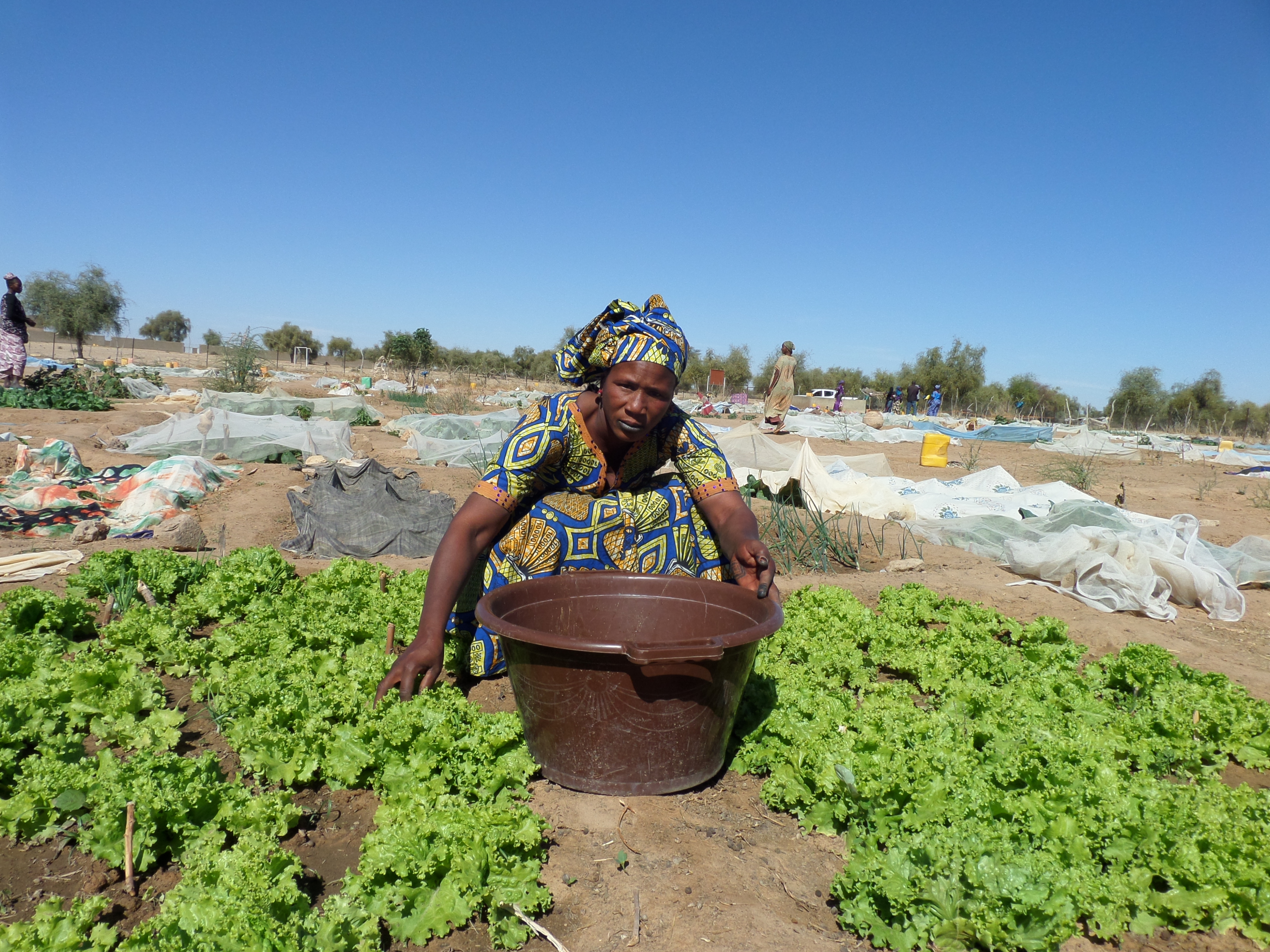 Appui à l’insertion socio-économique des femmes rurales de la région de Matam au Sénégal