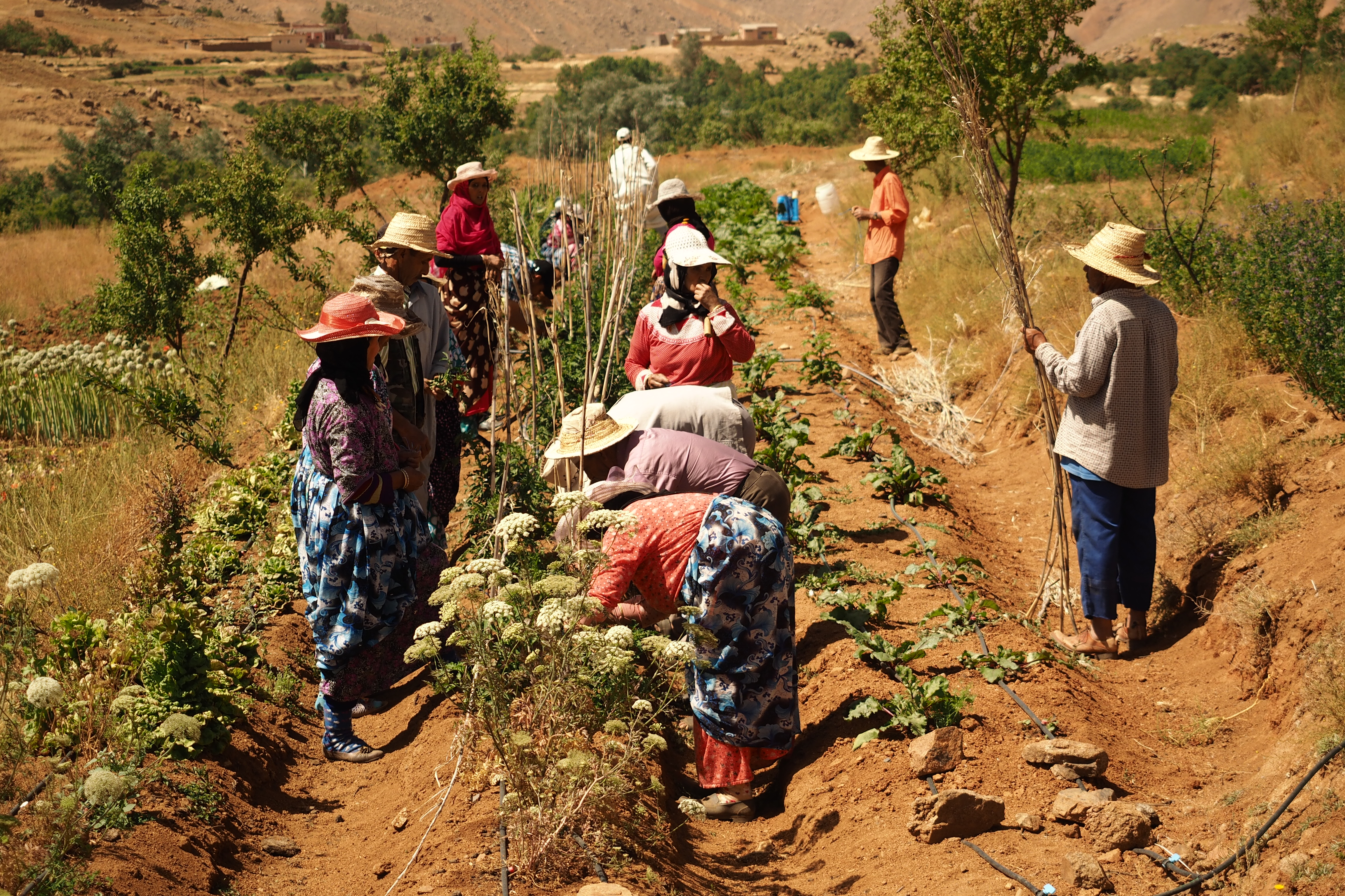 Développement des pratiques agro-écologiques des femmes du sud marocain