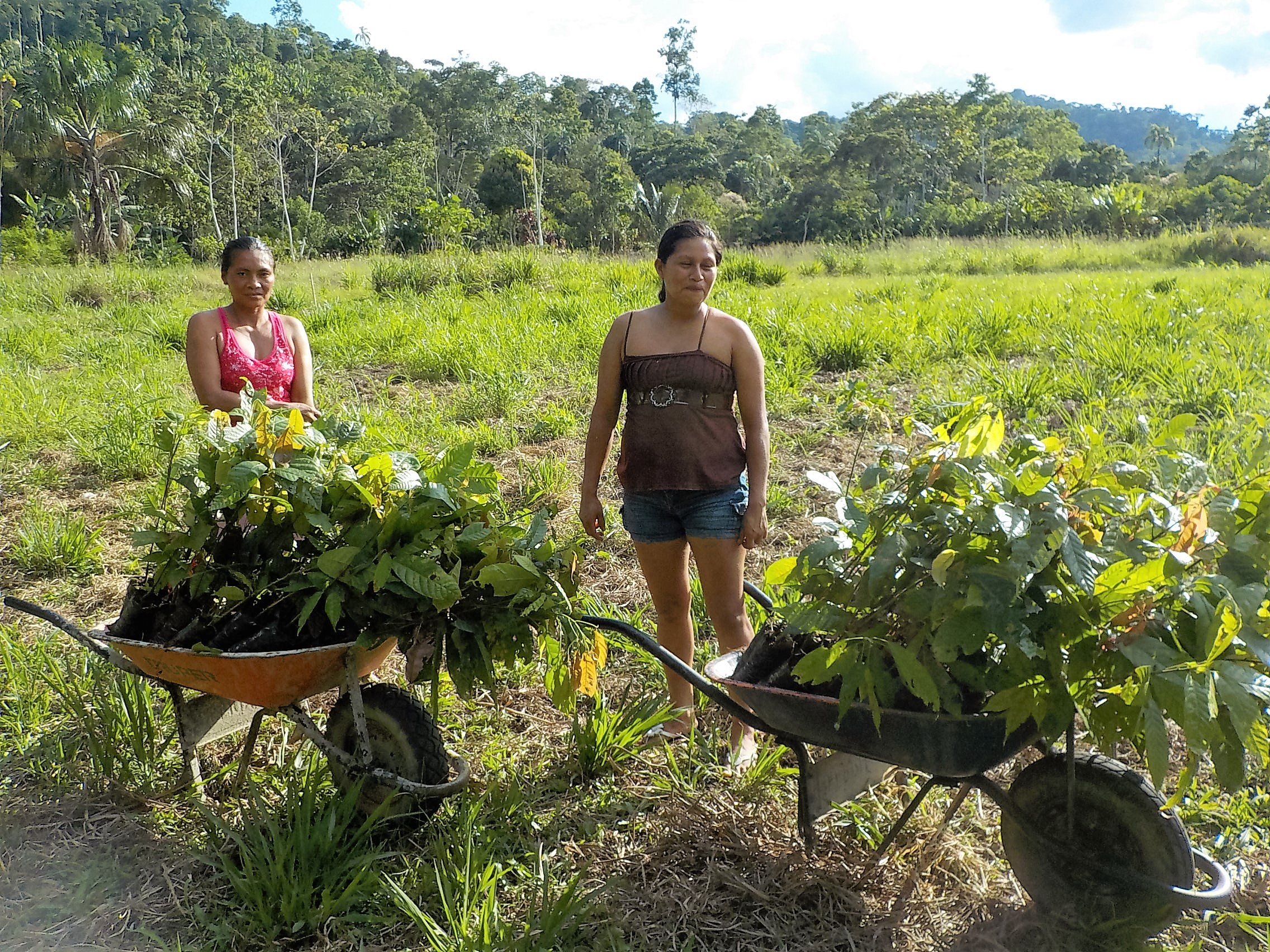 Reforestation participative en Amazonie équatorienne et valorisation des productions agricoles issues des parcelles reforestées