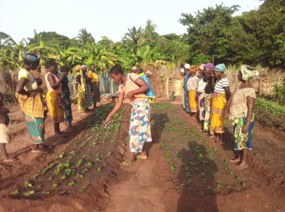 Elevage de chèvres dans un système d’agriculture intégrée et durable à Kpomassé