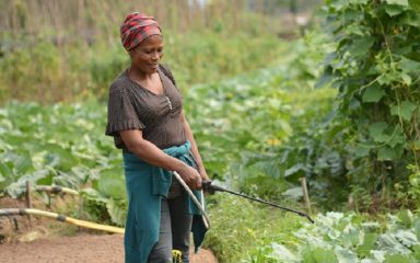 Strengthening the agroecological skills of market gardeners and providing support to develop a marketing strategy