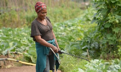 Strengthen the agroecological skills of women market gardeners and support them in marketing their products