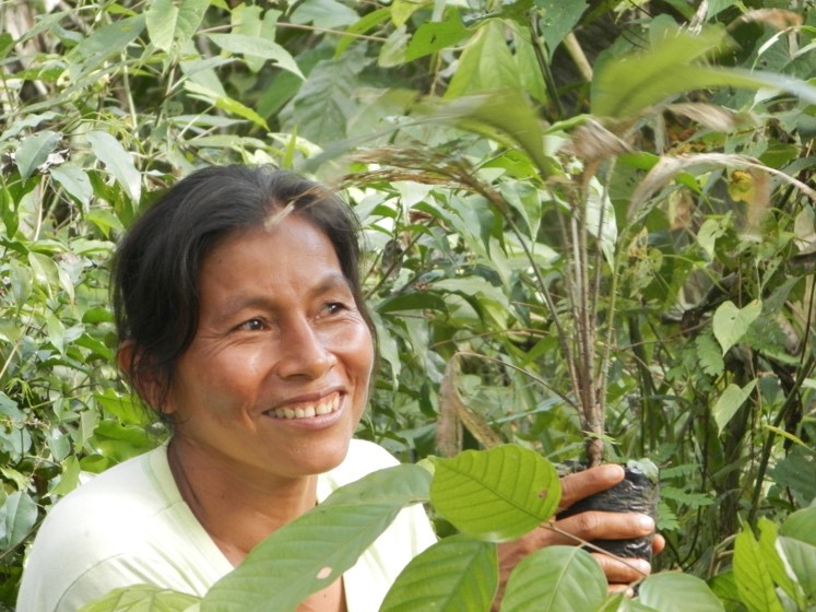 Supporting farming of sustainably grown fruits from reforested land