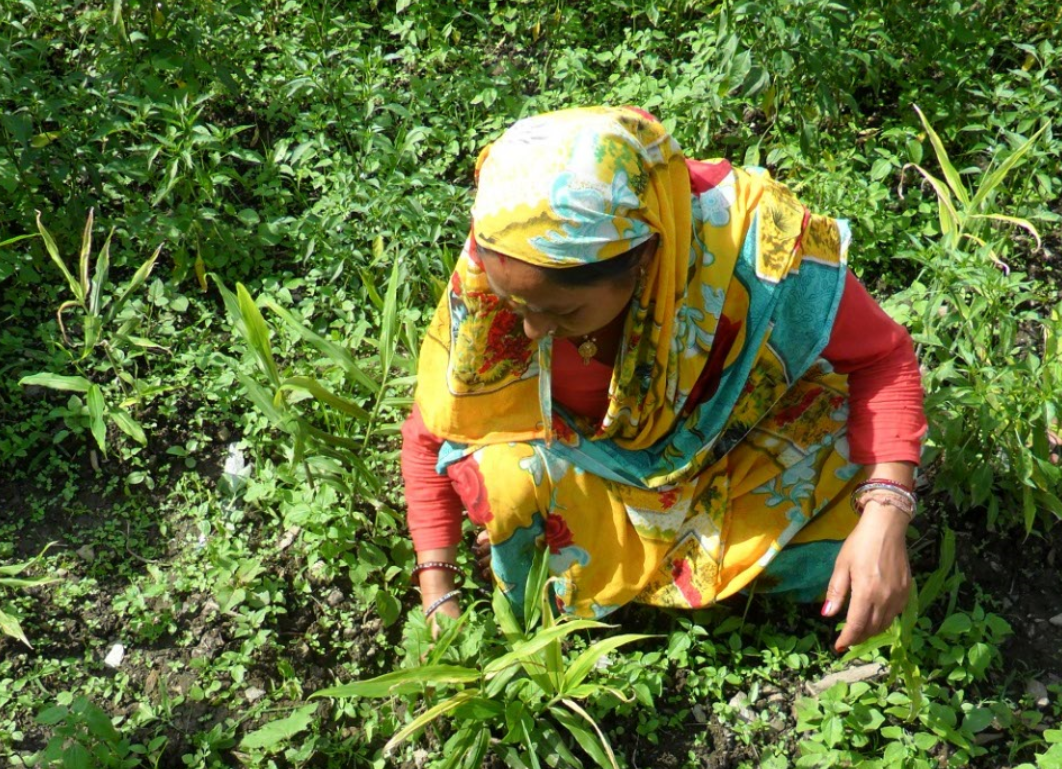 Biofermes India: Agroecology, seeds and independence