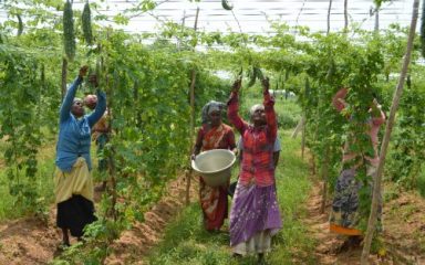Soutenir des agricultrices vivant sous le seuil de pauvreté tout en favorisant l’adoption de pratiques agricoles durables en zone rurale