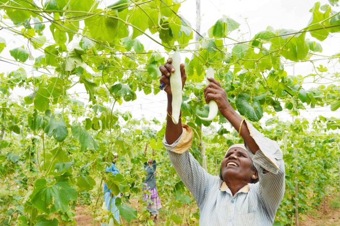 Support female farmers living below the poverty line whilst promoting the adoption of sustainable agricultural practices in rural areas