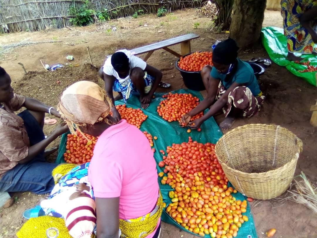 Des conserves de tomates à Kpomassé pour valoriser les surplus