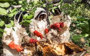 Burkina Bees – Apiculture solidaire au Burkina Faso