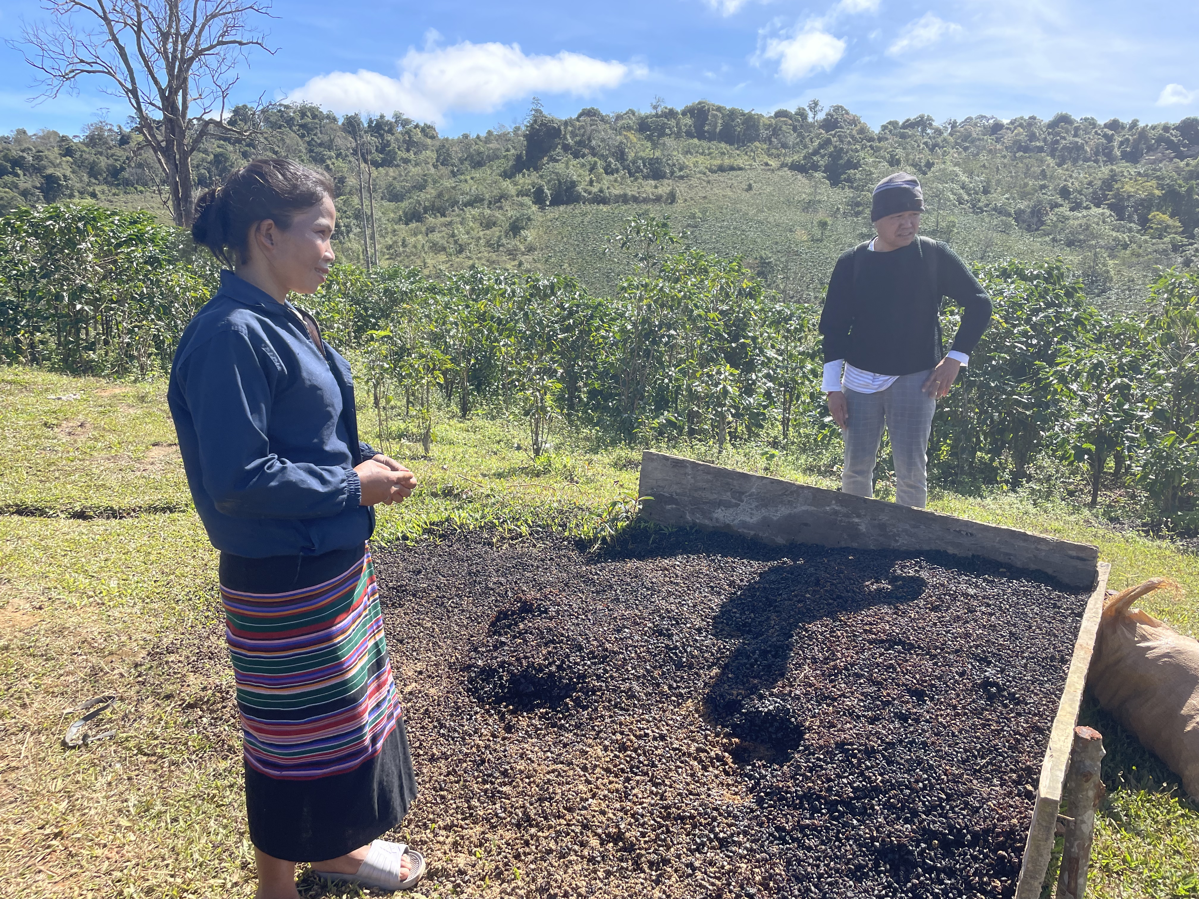 Soutien aux femmes productrices de café pour des pratiques écologiques et renforcement du leadership