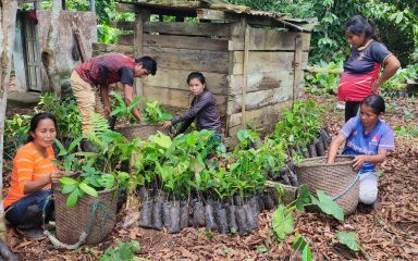 Agir pour l’autonomie économique des femmes kichwas grâce à l’agroforesterie durable