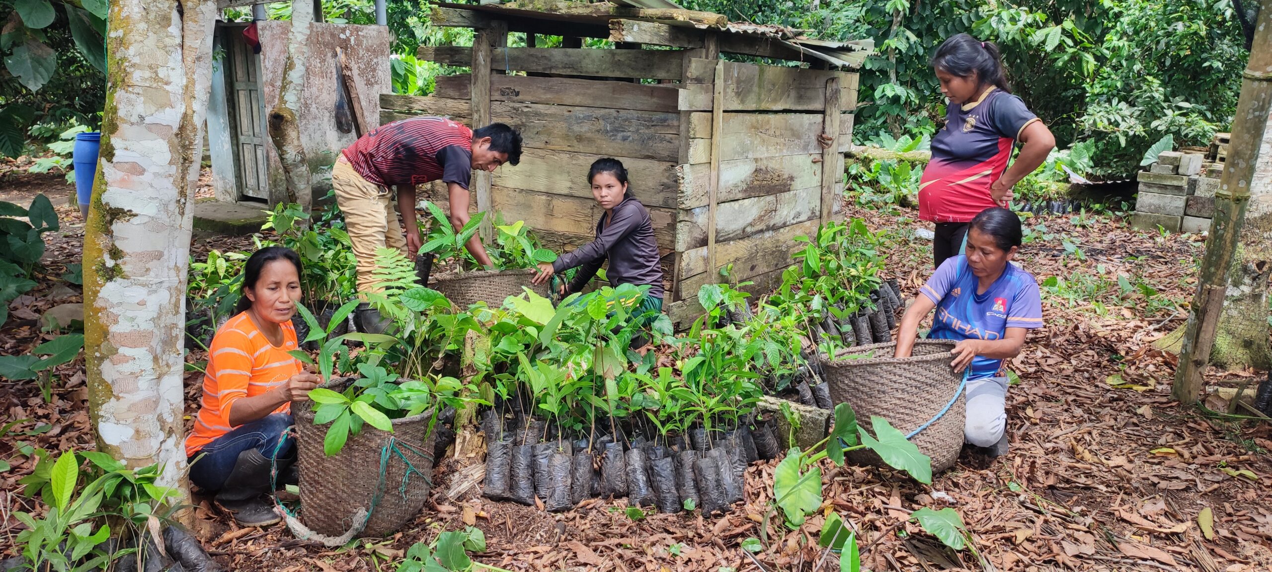 Agir pour l’autonomie économique des femmes kichwas grâce à l’agroforesterie durable