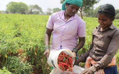 Promoting the economic autonomy of rural women in Tamil Nadu through sustainable agriculture