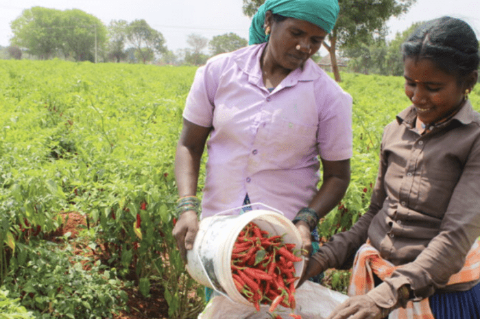 Promouvoir l’autonomie économique des femmes rurales au Tamil Nadu par l’agriculture durable