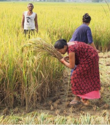 Promouvoir l’autonomie des femmes entrepreneures par la vente de systèmes de pompage solaire pour l’agriculture